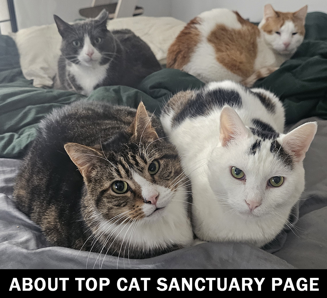 Top Cat Sanctuary Cat Photo 7 .jpg